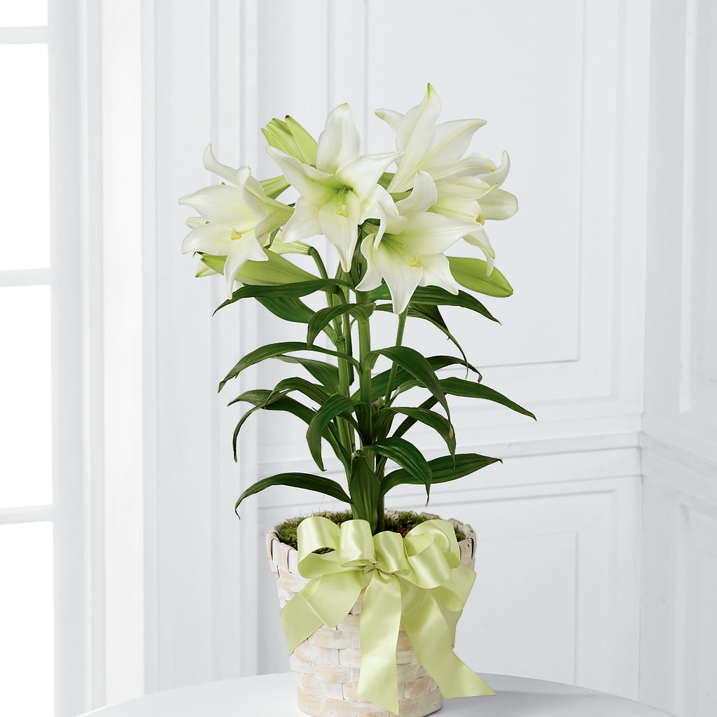 Easter Lily Plant – Joyce Florist Of Dallas Inc, Dallas TX