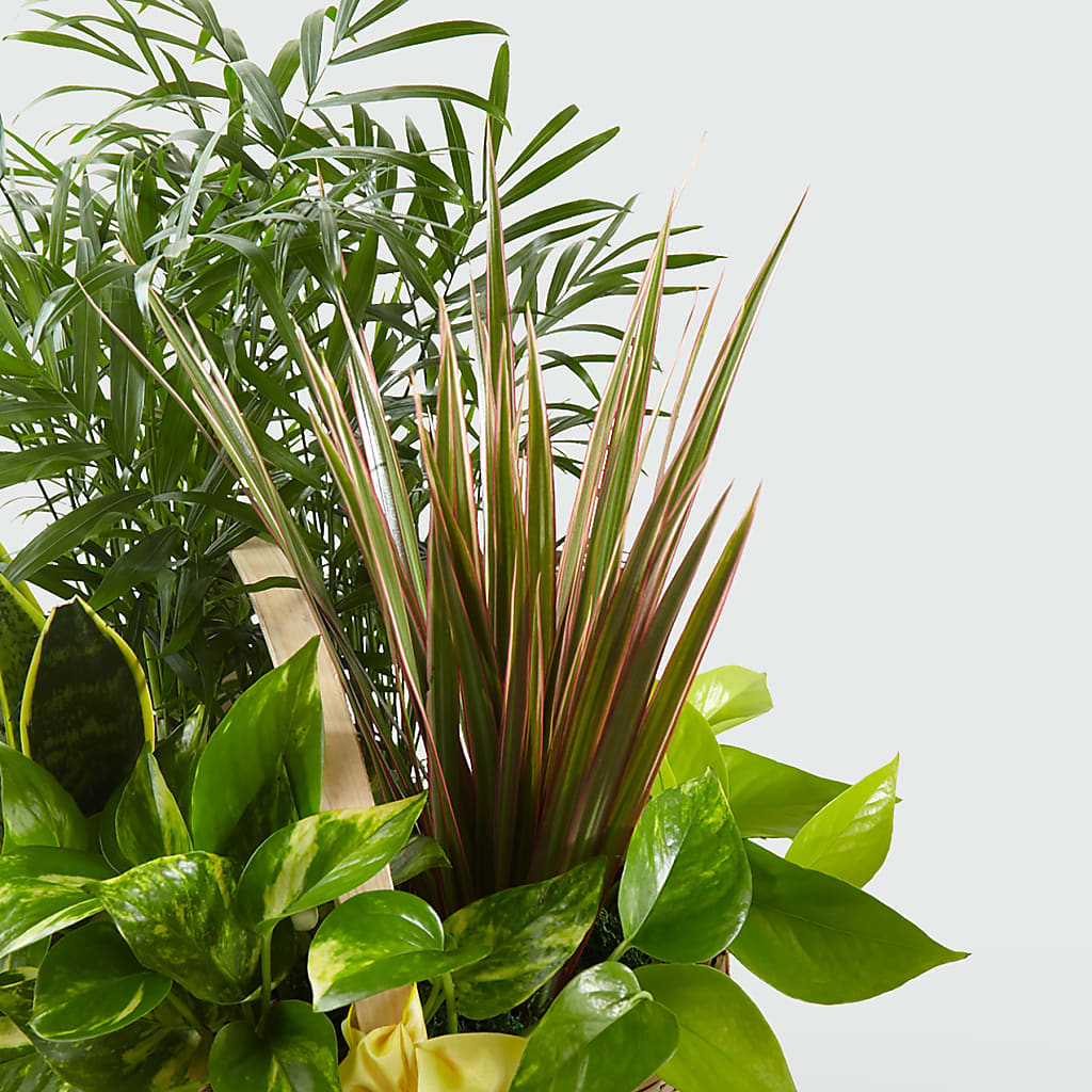 French Garden – Joyce Florist Of Dallas Inc, Dallas TX