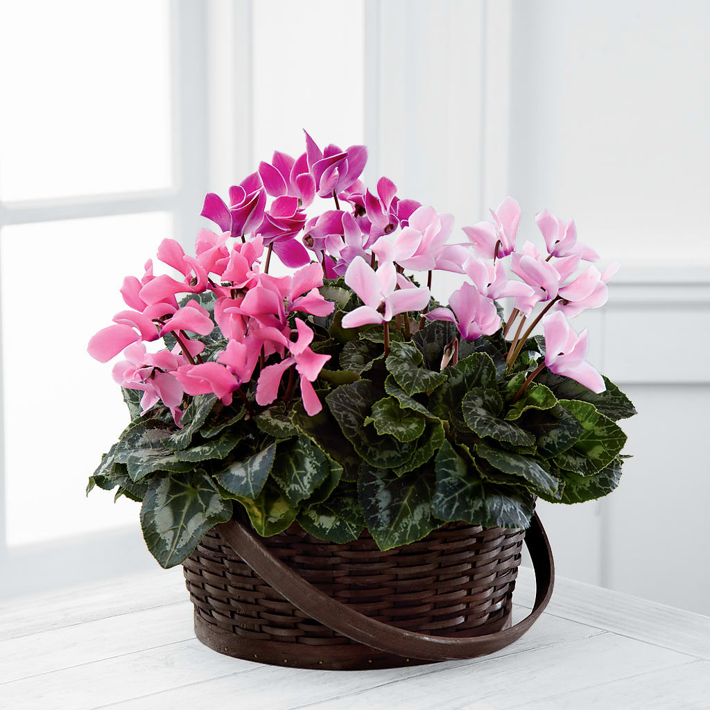 Mixed Cyclamen Planter – Joyce Florist Of Dallas Inc, Dallas TX