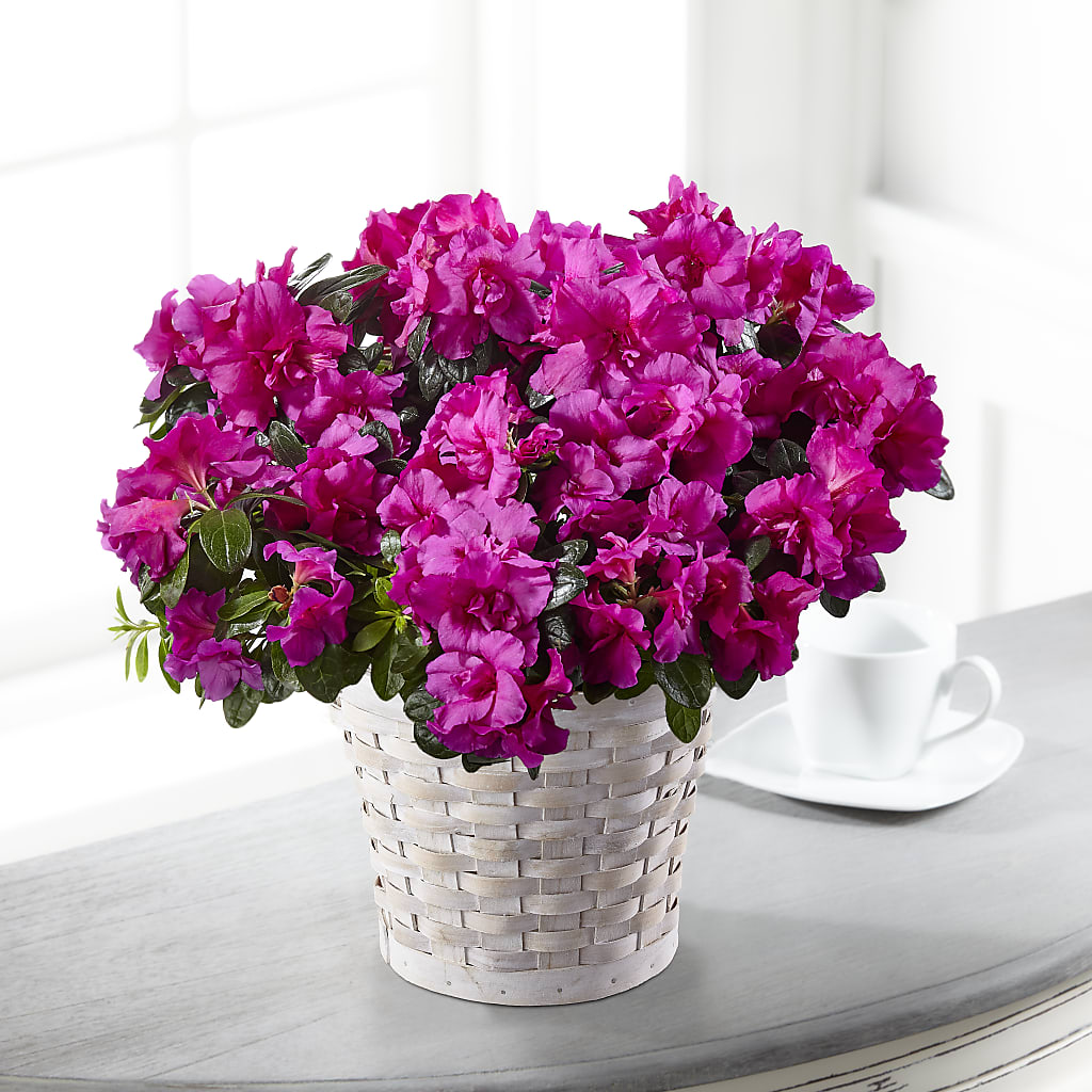 Hope & Serenity Azalea Plant – Joyce Florist Of Dallas Inc, Dallas TX