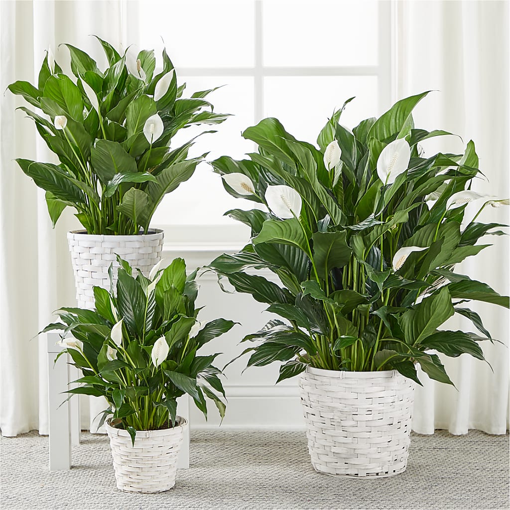 A New Leaf Peace Lily – Joyce Florist Of Dallas Inc, Dallas TX