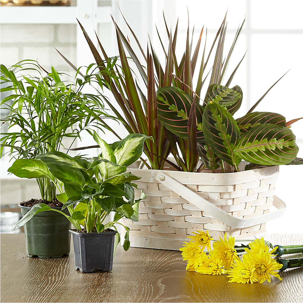 Florist Designed Blooming and Green Plants in a Basket –  Joyce Florist Of Dallas Inc, Dallas TX