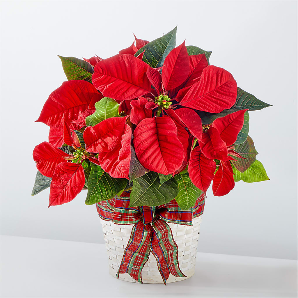 Happiest Holidays Poinsettia –  Joyce Florist Of Dallas Inc, Dallas TX