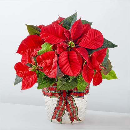Happiest Holidays Poinsettia –  Joyce Florist Of Dallas Inc, Dallas TX