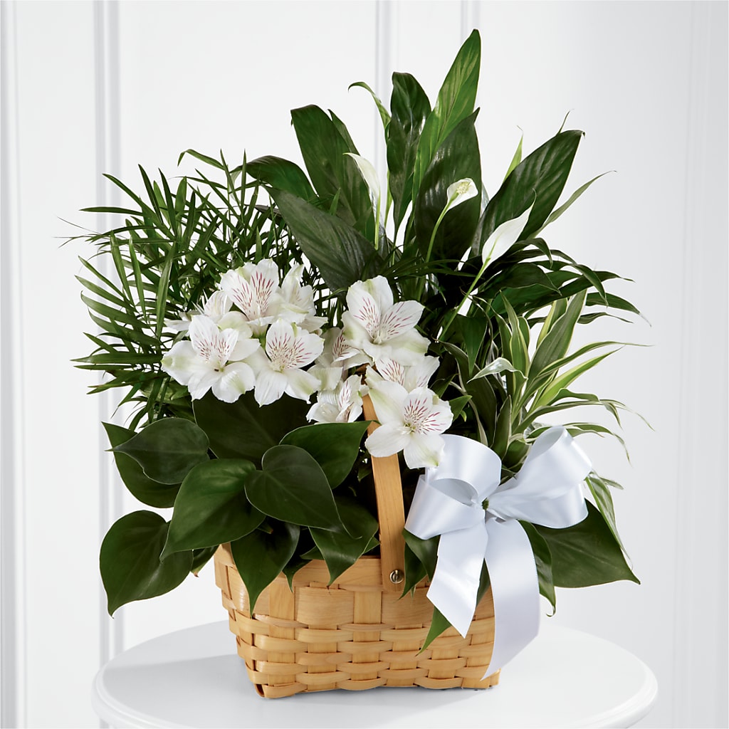 Peace & Serenity Dishgarden –  Joyce Florist Of Dallas Inc, Dallas TX