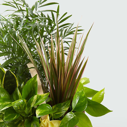 French Garden –  Joyce Florist Of Dallas Inc, Dallas TX
