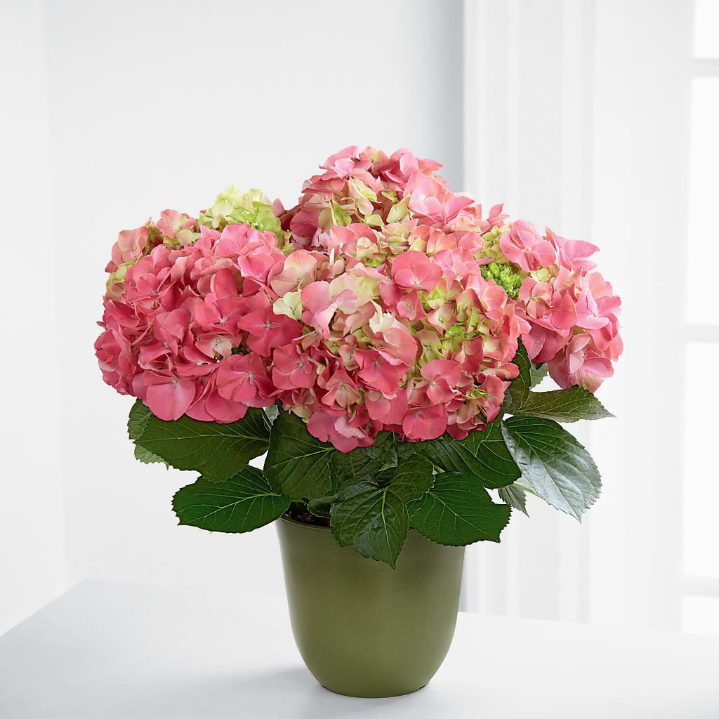 Pink Hydrangea Planter –  Joyce Florist Of Dallas Inc, Dallas TX