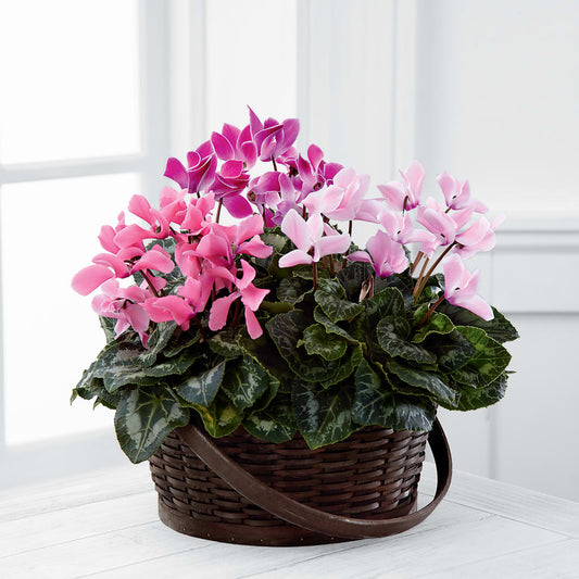 Mixed Cyclamen Planter –  Joyce Florist Of Dallas Inc, Dallas TX