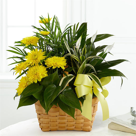 Loving Light Dishgarden –  Joyce Florist Of Dallas Inc, Dallas TX