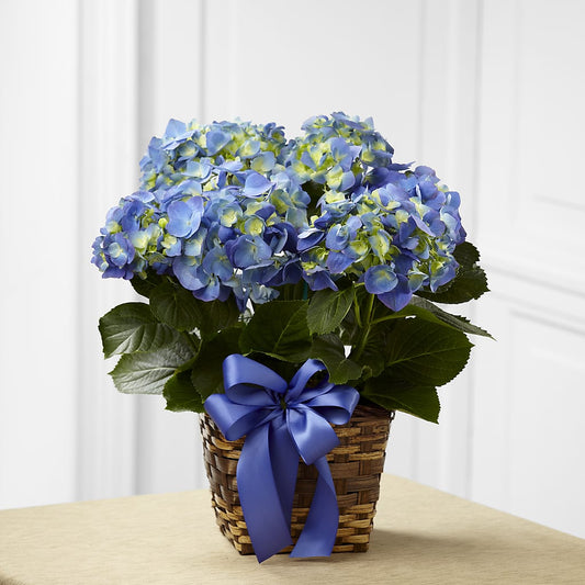 Blue Hydrangea Planter –  Joyce Florist Of Dallas Inc, Dallas TX