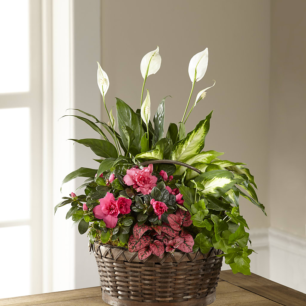 Dream in Pink Dishgarden –  Joyce Florist Of Dallas Inc, Dallas TX