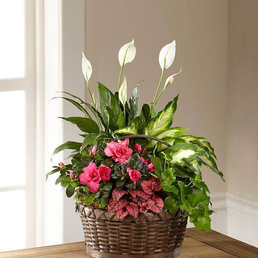 Dream in Pink Dishgarden –  Joyce Florist Of Dallas Inc, Dallas TX