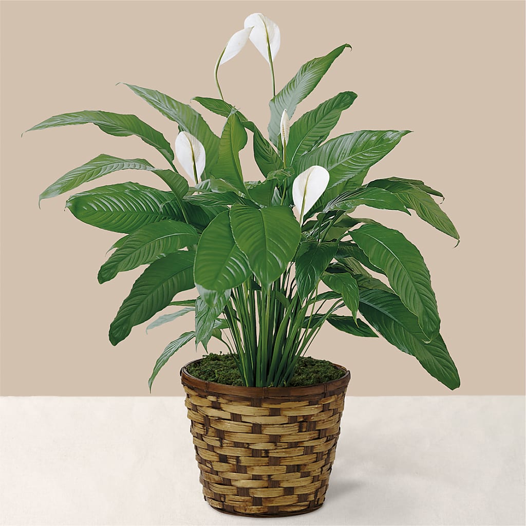 Tranquil Moments Peace Lily Plant –  Joyce Florist Of Dallas Inc, Dallas TX