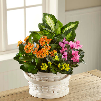 Color Crush Dishgarden –  Joyce Florist Of Dallas Inc, Dallas TX