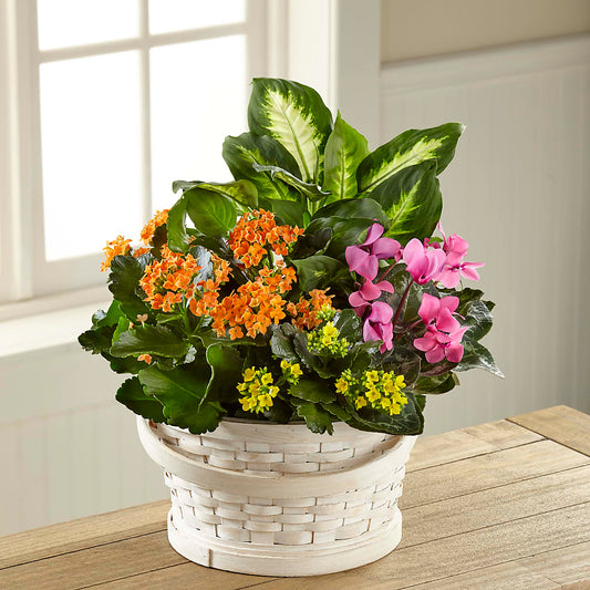 Color Crush Dishgarden –  Joyce Florist Of Dallas Inc, Dallas TX