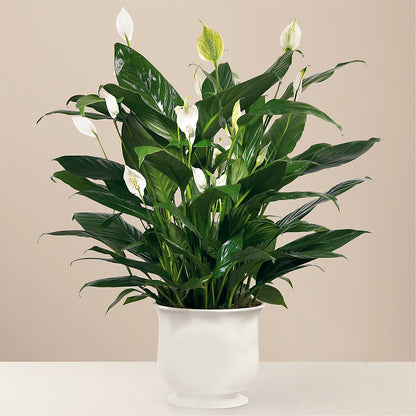 Comfort Planter –  Joyce Florist Of Dallas Inc, Dallas TX