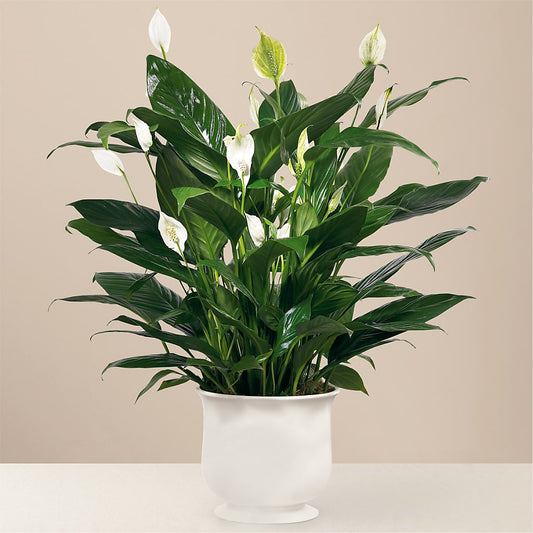 Comfort Planter –  Joyce Florist Of Dallas Inc, Dallas TX