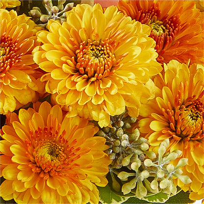 Peachy Pumpkin –  Joyce Florist Of Dallas Inc, Dallas TX