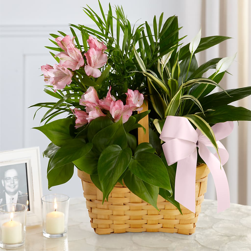 Living Spirit Dishgarden –  Joyce Florist Of Dallas Inc, Dallas TX
