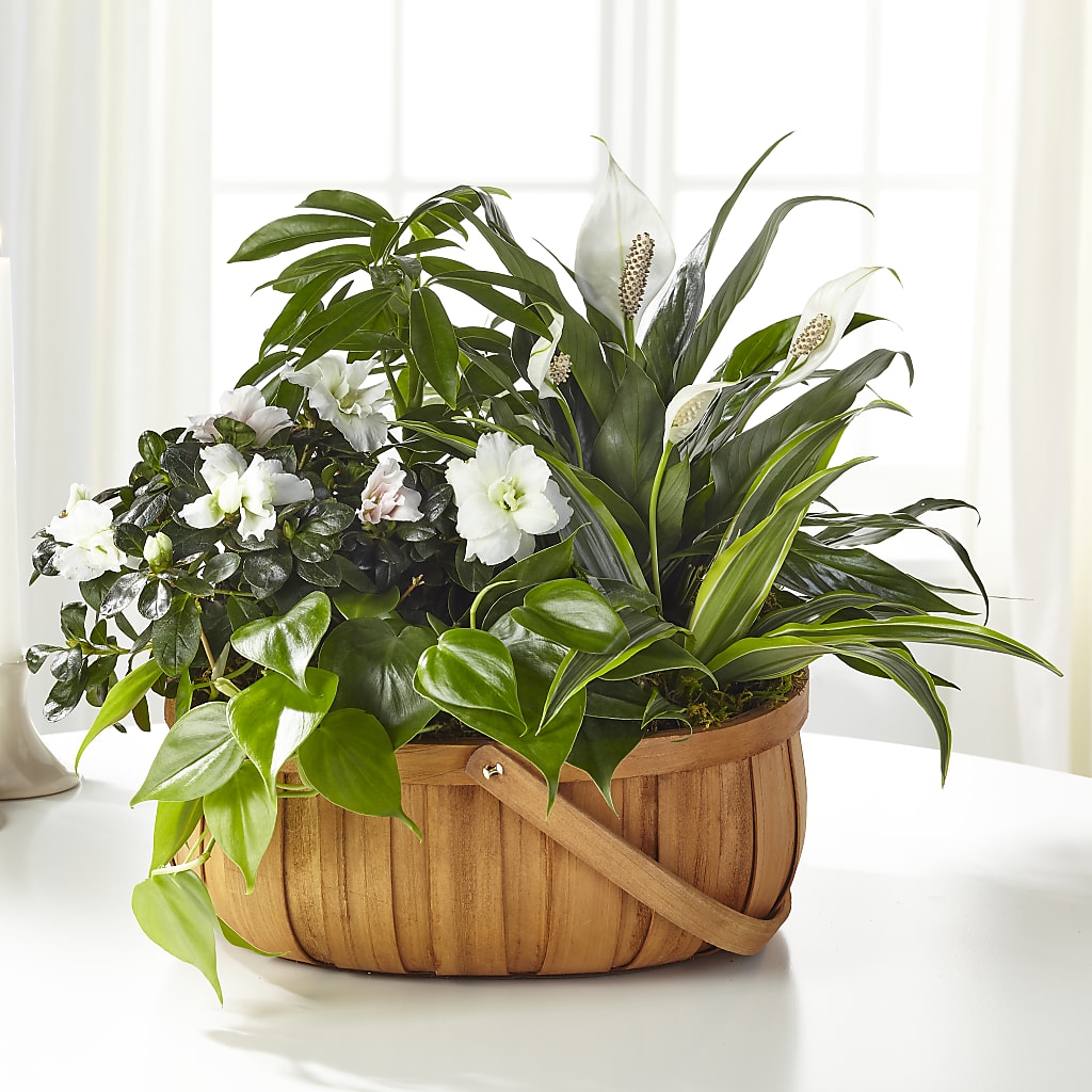 Serene Dishgarden –  Joyce Florist Of Dallas Inc, Dallas TX