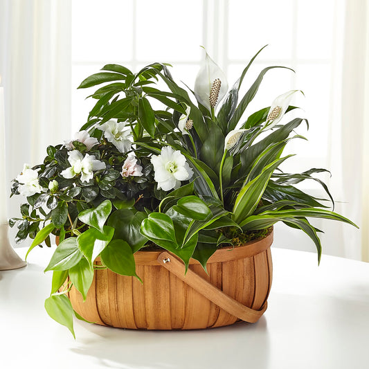 Serene Dishgarden –  Joyce Florist Of Dallas Inc, Dallas TX