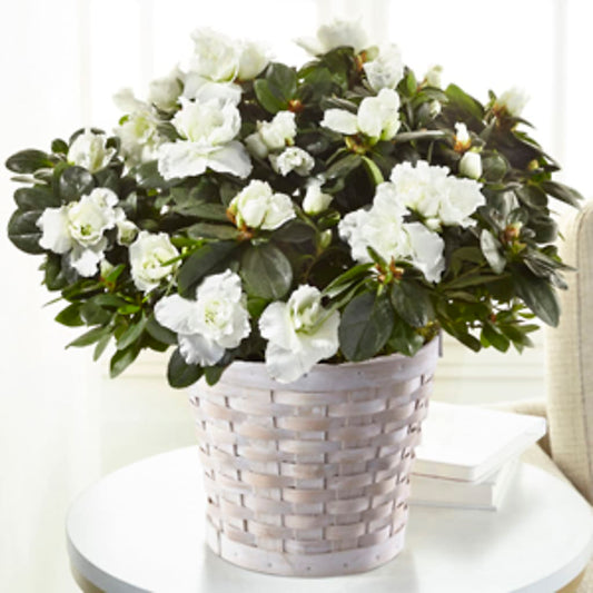 White Azalea Plant –  Joyce Florist Of Dallas Inc, Dallas TX