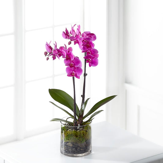 Pink Orchid Plant –  Joyce Florist Of Dallas Inc, Dallas TX