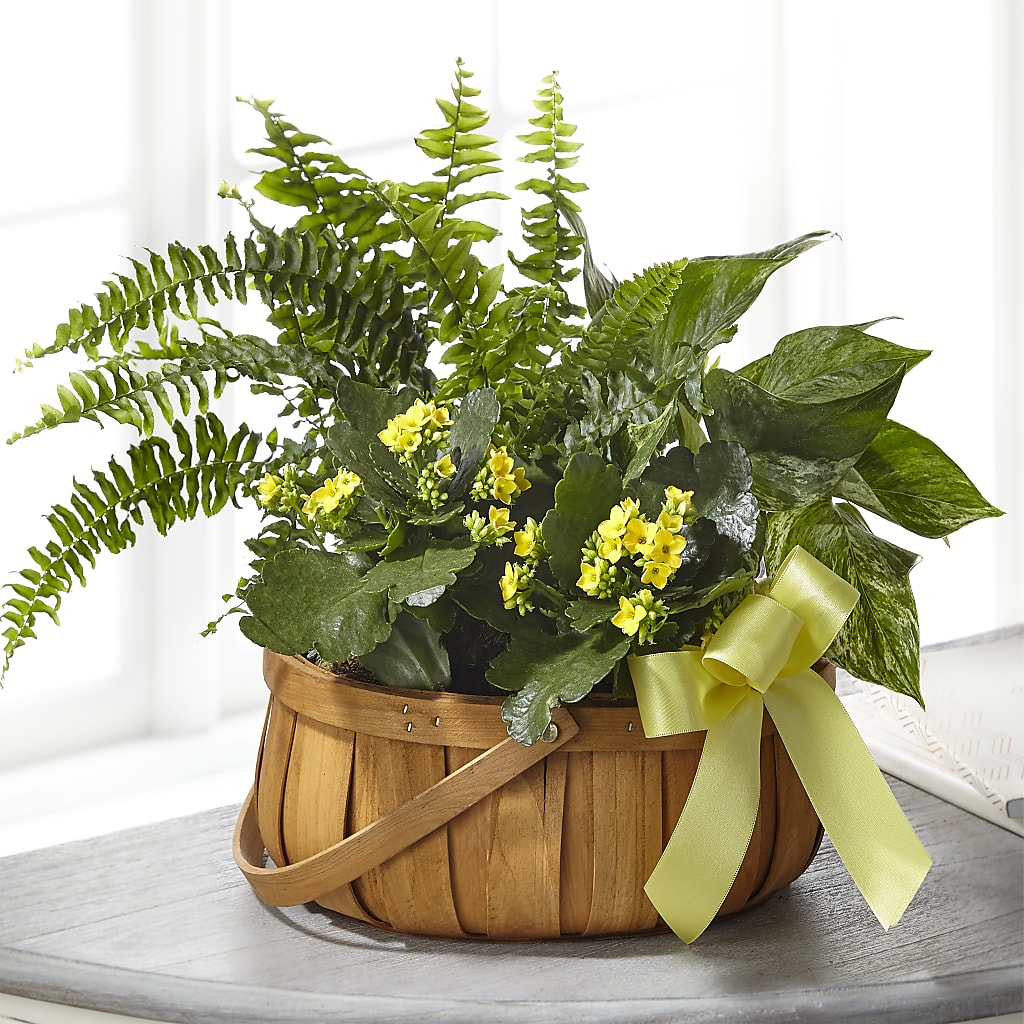 Always Dear Dishgarden –  Joyce Florist Of Dallas Inc, Dallas TX