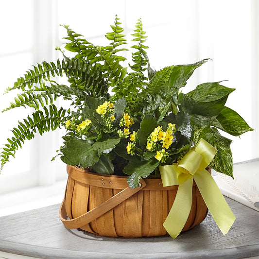 Always Dear Dishgarden –  Joyce Florist Of Dallas Inc, Dallas TX
