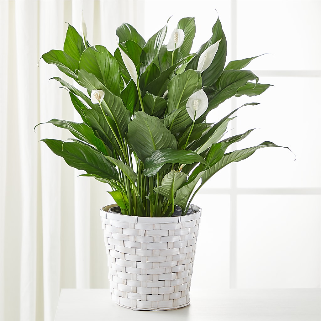 A New Leaf Peace Lily –  Joyce Florist Of Dallas Inc, Dallas TX
