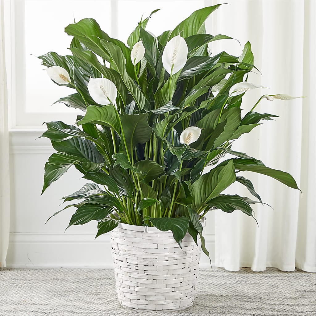 A New Leaf Peace Lily –  Joyce Florist Of Dallas Inc, Dallas TX