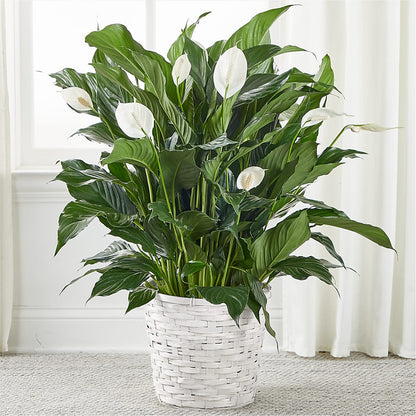 A New Leaf Peace Lily –  Joyce Florist Of Dallas Inc, Dallas TX