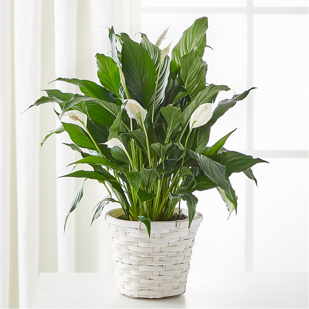 A New Leaf Peace Lily –  Joyce Florist Of Dallas Inc, Dallas TX