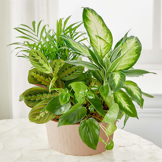 Balance & Harmony Dishgarden –  Joyce Florist Of Dallas Inc, Dallas TX