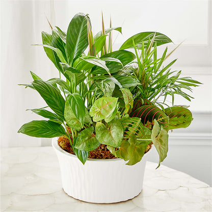 Balance & Harmony Dishgarden –  Joyce Florist Of Dallas Inc, Dallas TX