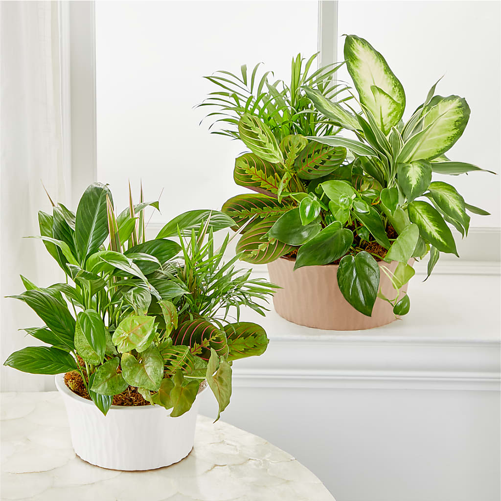 Balance & Harmony Dishgarden –  Joyce Florist Of Dallas Inc, Dallas TX