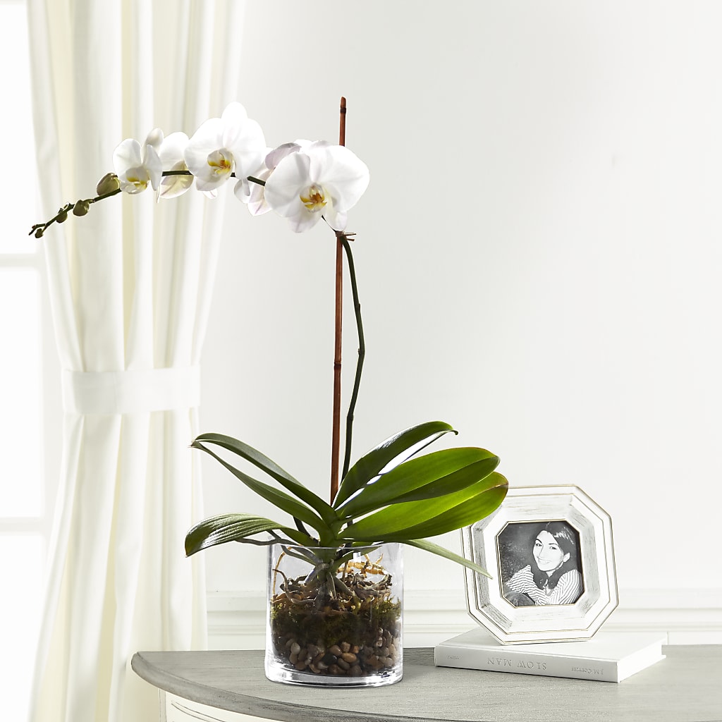 White Orchid Planter –  Joyce Florist Of Dallas Inc, Dallas TX