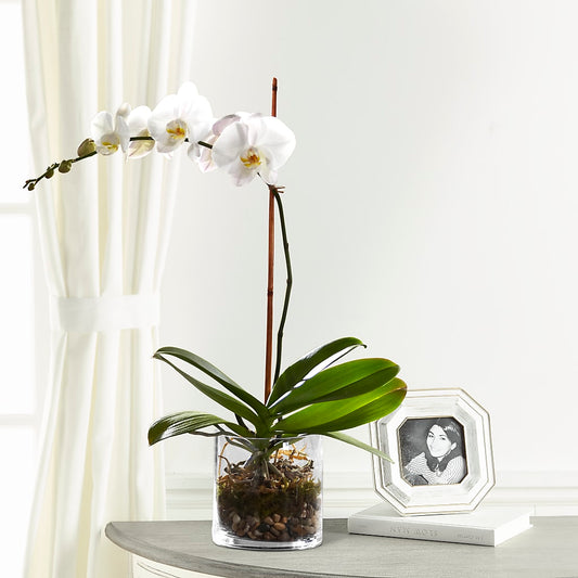 White Orchid Planter –  Joyce Florist Of Dallas Inc, Dallas TX